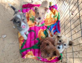 Puppies play in the winter sun to aid recovery