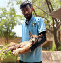 Munna recovering from surgery