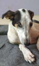 Lucy can walk again and will stay as a shelter dog