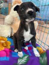 Orphaned puppy in our HDU that was kindly adopted