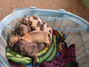 Litter of orphaned pups need bottle feeding