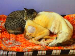 Tippy Toes, the HDU resident cat helped Poppy heal