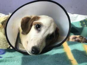 Poppy had a road accident as well as distemper