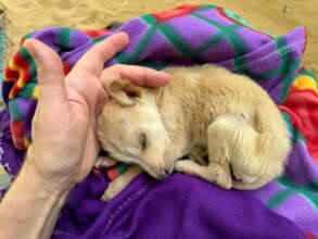Gentle nurturing of orphan puppy
