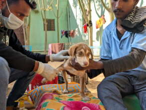 Puppy being treated at TOLFA