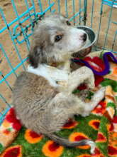 Puppy with bandaged wound