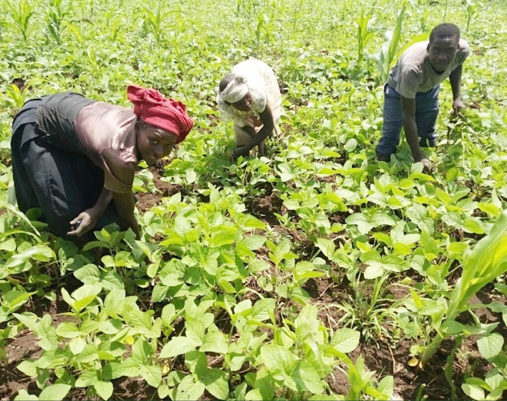 Climate-Resilient Bean Seeds for Food Security
