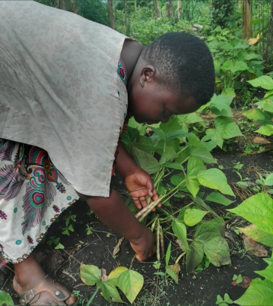 Climate-Resilient Bean Seeds for Food Security