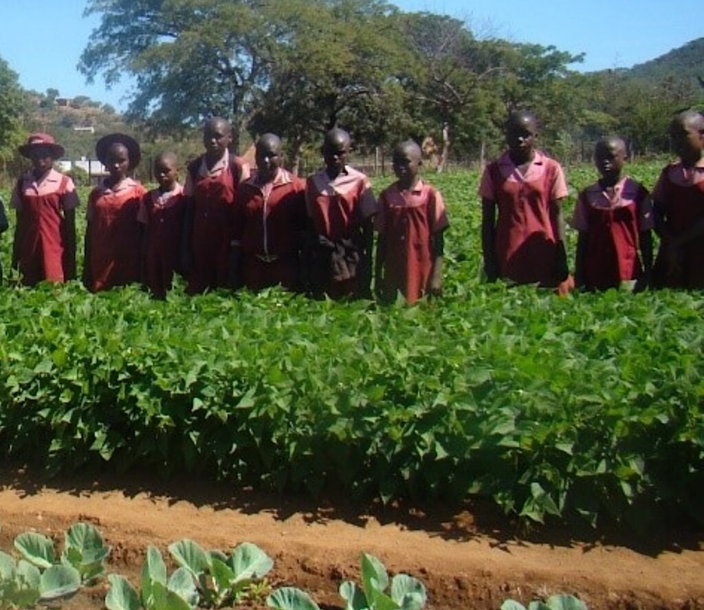 Climate-Resilient Bean Seeds for Food Security