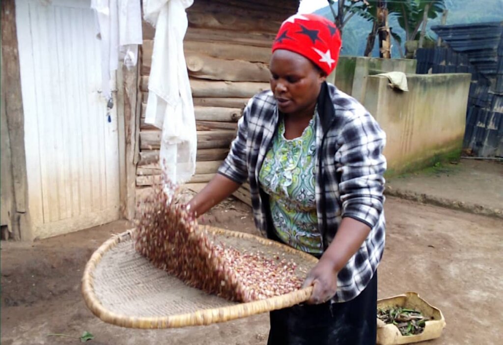 Climate-Resilient Bean Seeds for Food Security