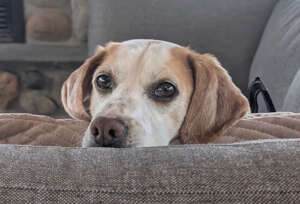 Adam - Exodus Rescue