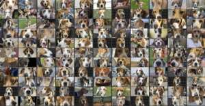 Over 140 Dogs Saved!