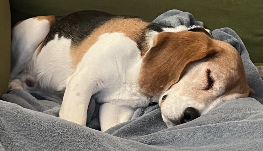 Ducky - Safe at last!