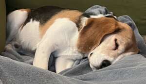 Ducky - Safe at last!