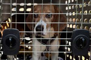 Erica - Marvelous Margolis Rescue