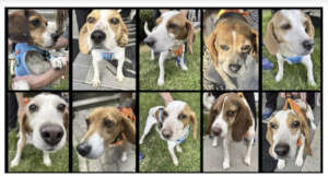 Good Trouble in Canada Rescue Dogs