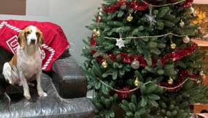 Oxford Ready for Christmas