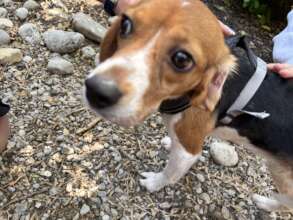 Janet - Marvelous Margolis Rescue