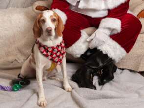 Lemmy's first Christmas out of a laboratory