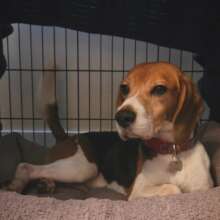 Leonard - Oh Canada Rescue