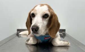 Michael's first Vet Appointment