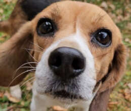 Nova Day 1 of Freedom