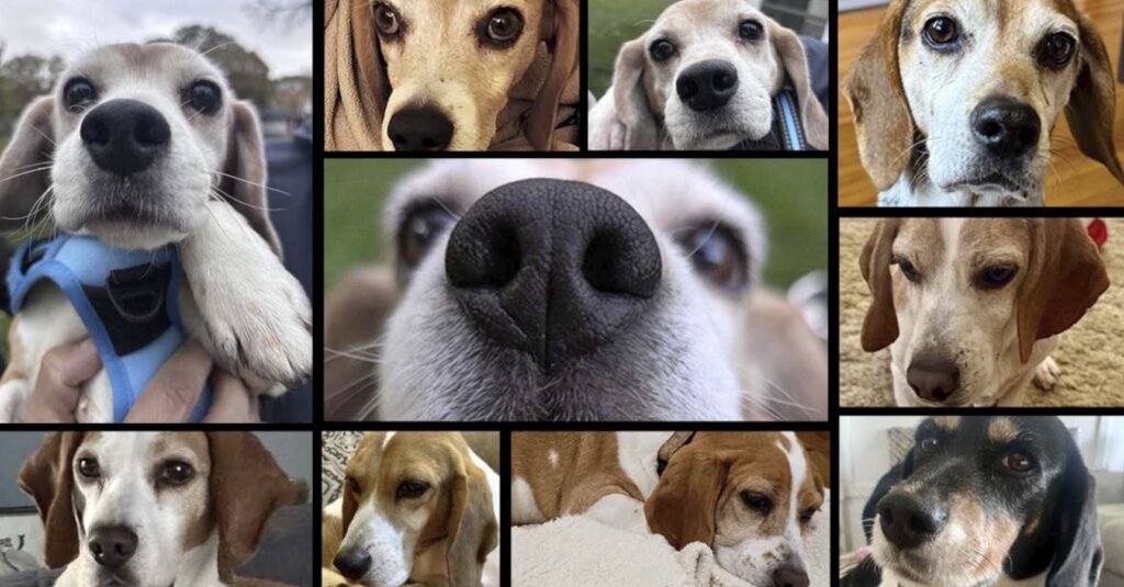 One Beagle at a Time