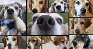 One Beagle at a Time