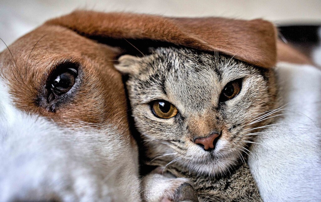 Ontario Bans Invasive Testing on Dogs and Cats