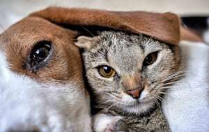 Ontario Bans Invasive Testing on Dogs and Cats