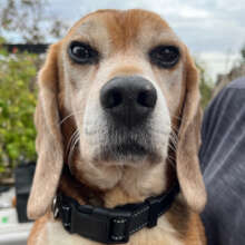 Orion First Released from Laboratory