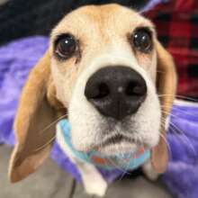 Quinn - All Star's Rescue