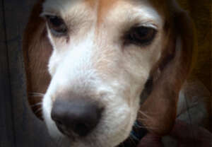 Ramer now Nimby Rescue Day