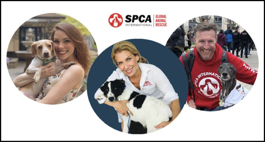 Saving Dogs in Spain with SPCA International
