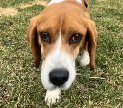 Samson - Exodus Rescue