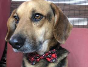 Lori's Late Dog Trouble