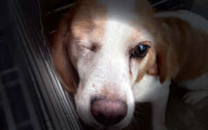 LAB to LOVE - Give former research dogs a CHANCE!