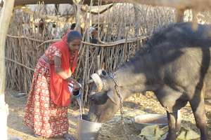 Busy with house chores, sibling care, cattle, etc.