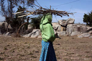 Collecting firewood is one of Timi's daily duties