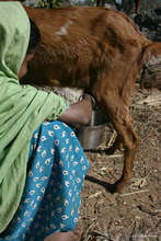 Milking the few goats in the herd that aren't dry