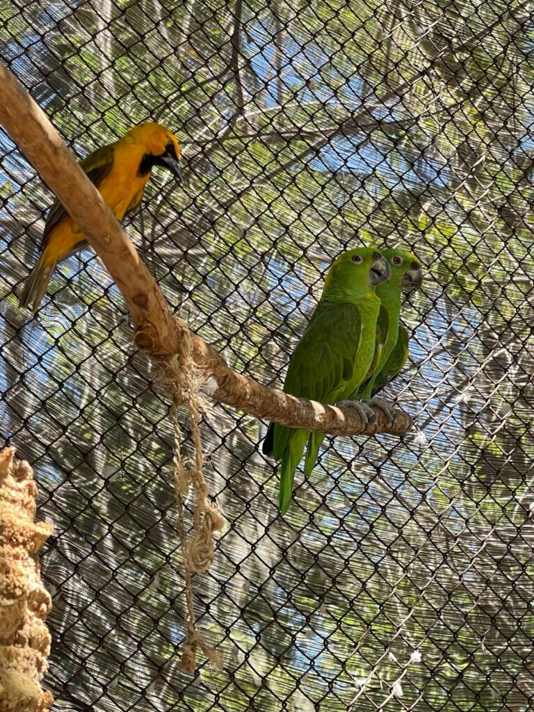 Supporting Yellow-Naped Amazon Rescues