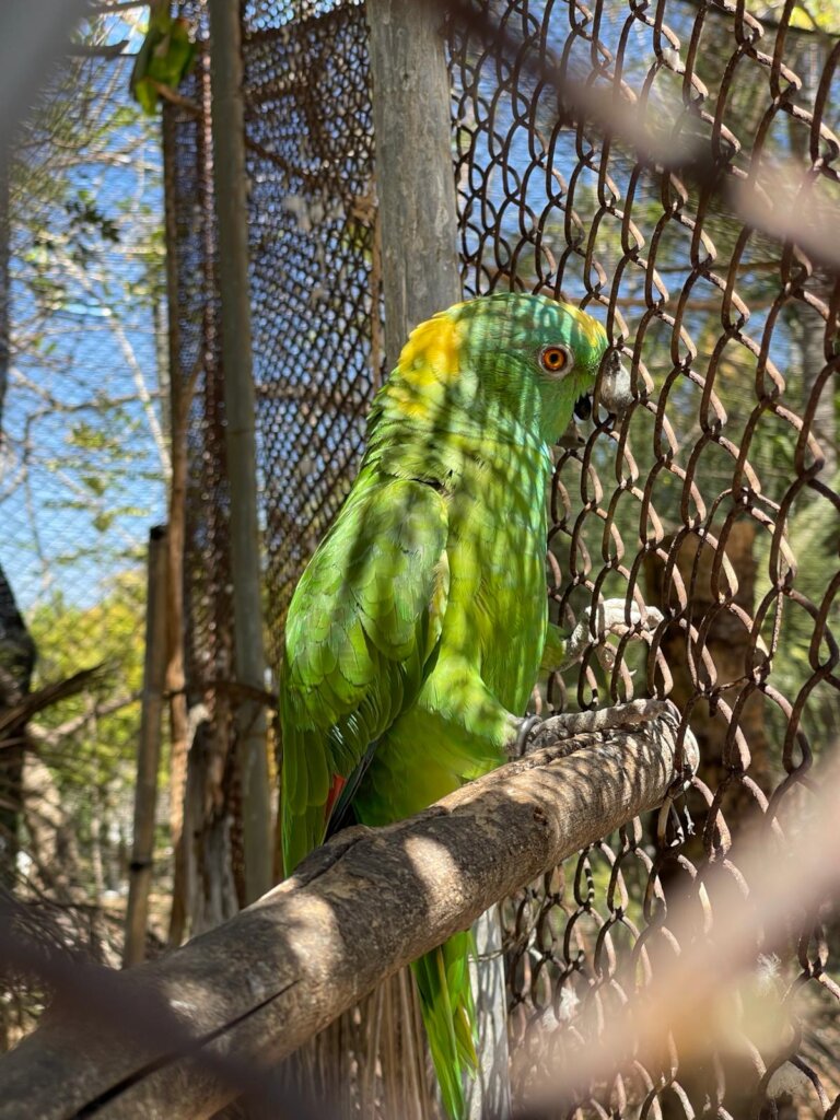 Supporting Yellow-Naped Amazon Rescues