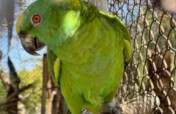 Supporting Yellow-Naped Amazon Rescues