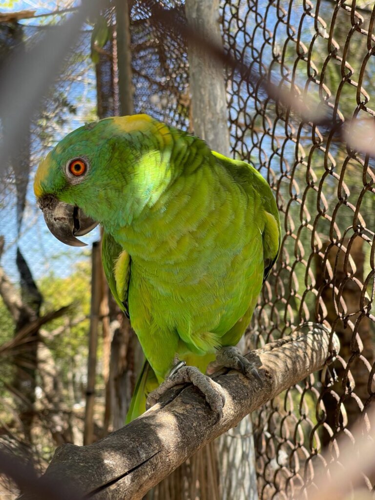 Supporting Yellow-Naped Amazon Rescues