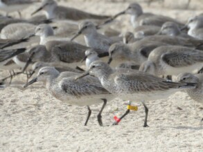 Banded birds