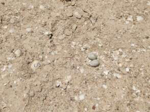Least Terns nest during the 2026 season