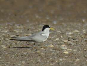 Least Tern with blue leg band J14 from 2023