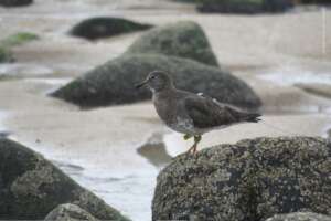 Tagged Surfbird
