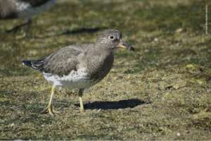 Surfbird