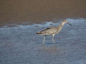 Willet / Playero pihuihui